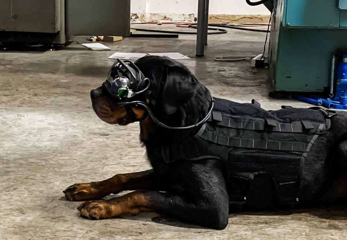 Des lunettes de réalité augmentée pour chien testées par des militaires