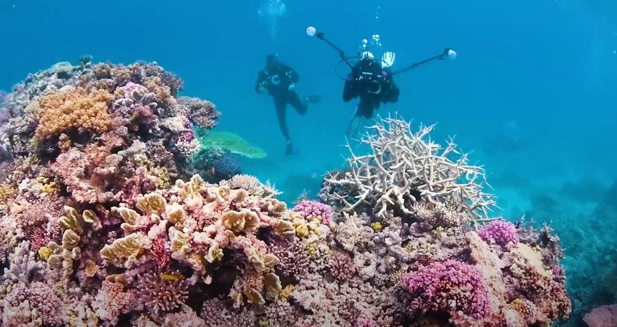 Speeding Up Data Collection To Help Save The Great Barrier Reef Zdnet