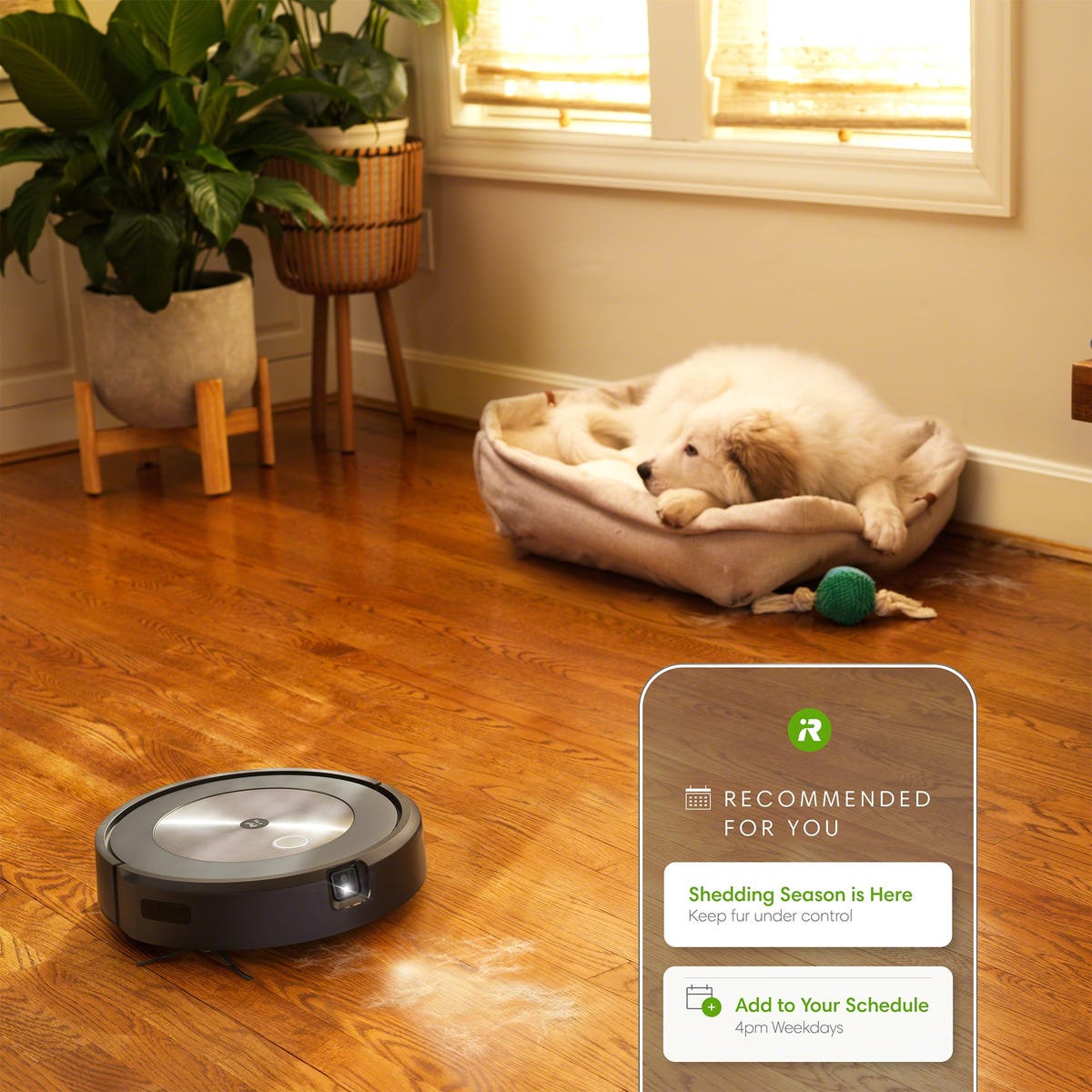 Roomba j7+ et Genius 3.0 : Il faut beaucoup beaucoup d'IA pour éviter les crottes de chien