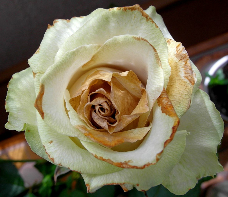 rose-wilted-turelio-wiki.jpg