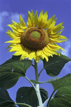 troy_garden_sunflower02.jpeg
