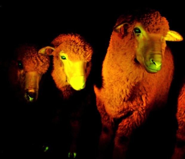 glowing-sheep-posse.jpg