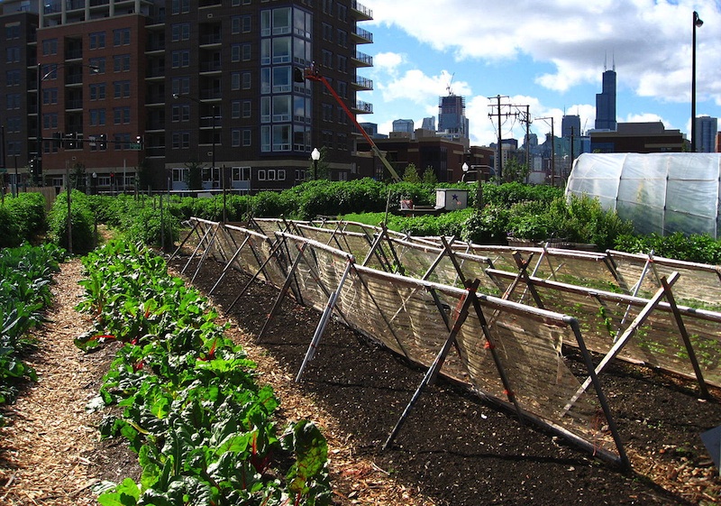 city-farm-chicago-lindawiki.jpg