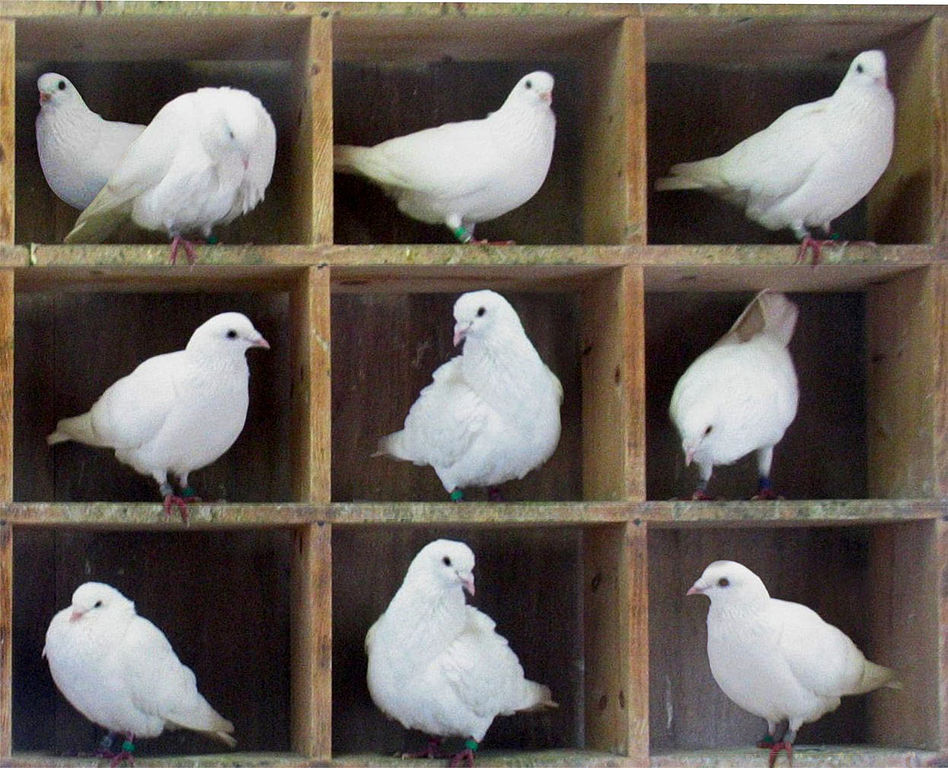 pigeons-in-holes-mckay-wiki.jpg