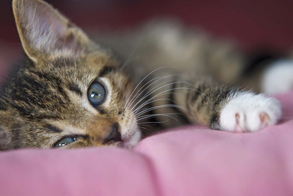 cute-kitten-cat-photo-flickr.jpg