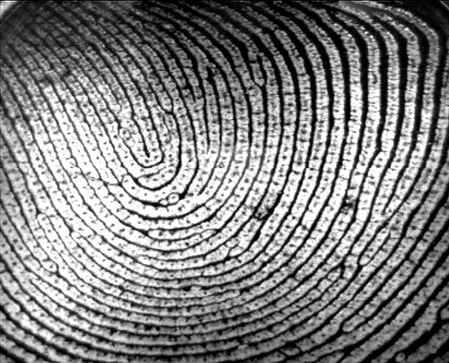 fingerprint1.jpg