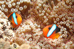 Clown fishes from the great barrier reef