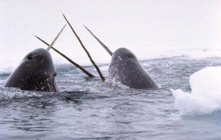 Narwhal image