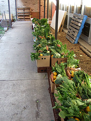 A queue of vegetable and vegies