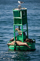 Sea Lions on buoy