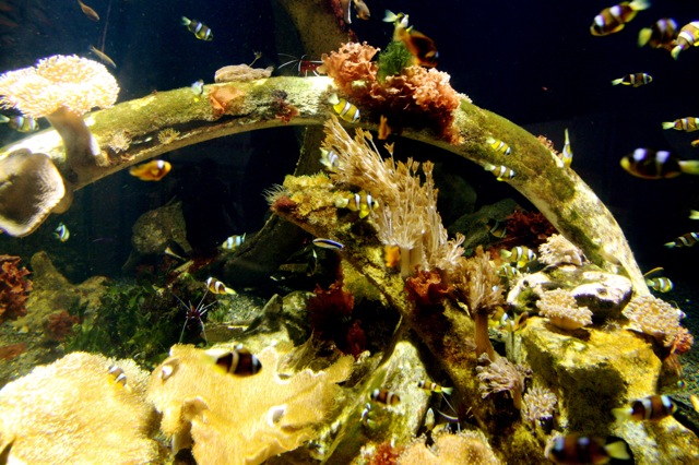 zdnet-rachel-king-underwater-photography1.jpg