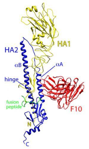 ribbon-diagram-of-influenza-h5.jpg