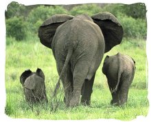 elephant-family-southafricannationalparks.jpg
