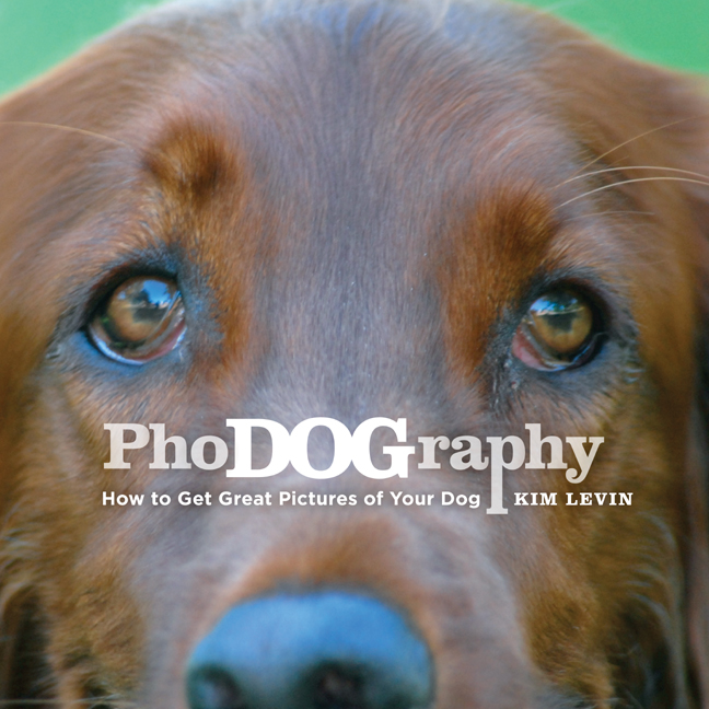 How to take great pictures of your dog