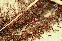 army-ants.jpg