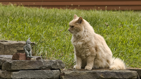 Cat Stares Down Gnome