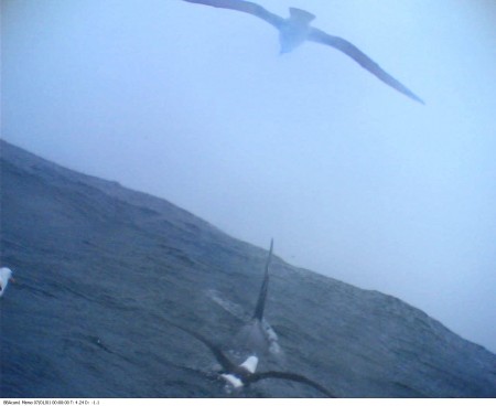 zdnet-killer-whale-albatross.jpg