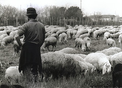 sheep-herder.jpg