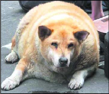 fat-dog.jpg