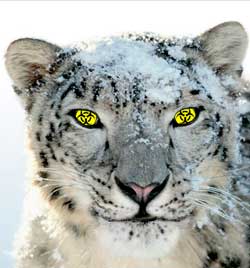 mac-os-x-snow-leopard09082011001.jpg