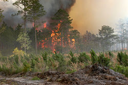 Bugaboo forest fire in Lake City, Florida from Wikipedia