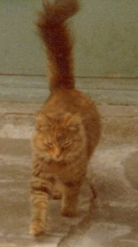 Kaleidecat from 1980