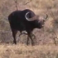 Viral video: Battle at Kruger