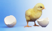 chick pic from IBM developerWorks