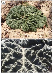 Researchers from the University of Haifa-Oranim have managed to decipher the unique self-watering mechanism of this plant in the Negev desert, which harvests 16 times more water than other plants in the region (Credit: Prof. Gidi Ne'eman, University of Haifa)