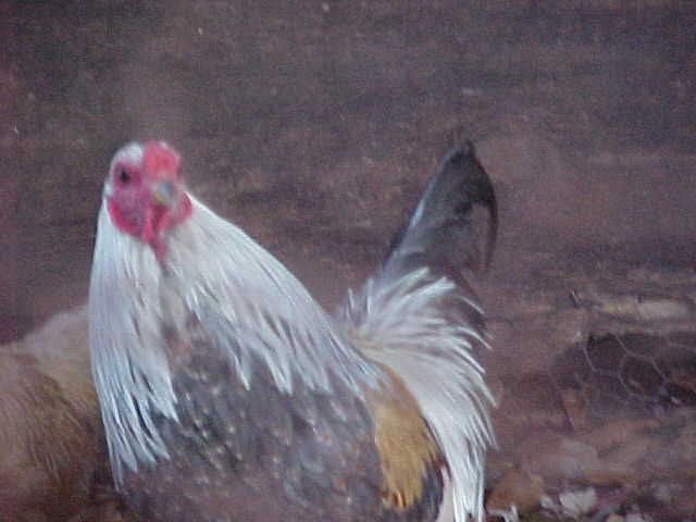 Chicken in yard, December 2002