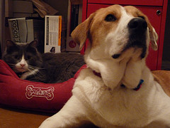 cats-and-dogs.jpg