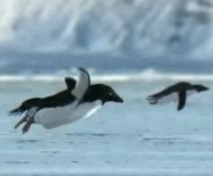 flying-penguins-closeup.jpg
