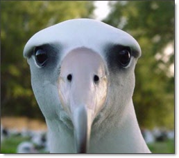albatross-258.jpg