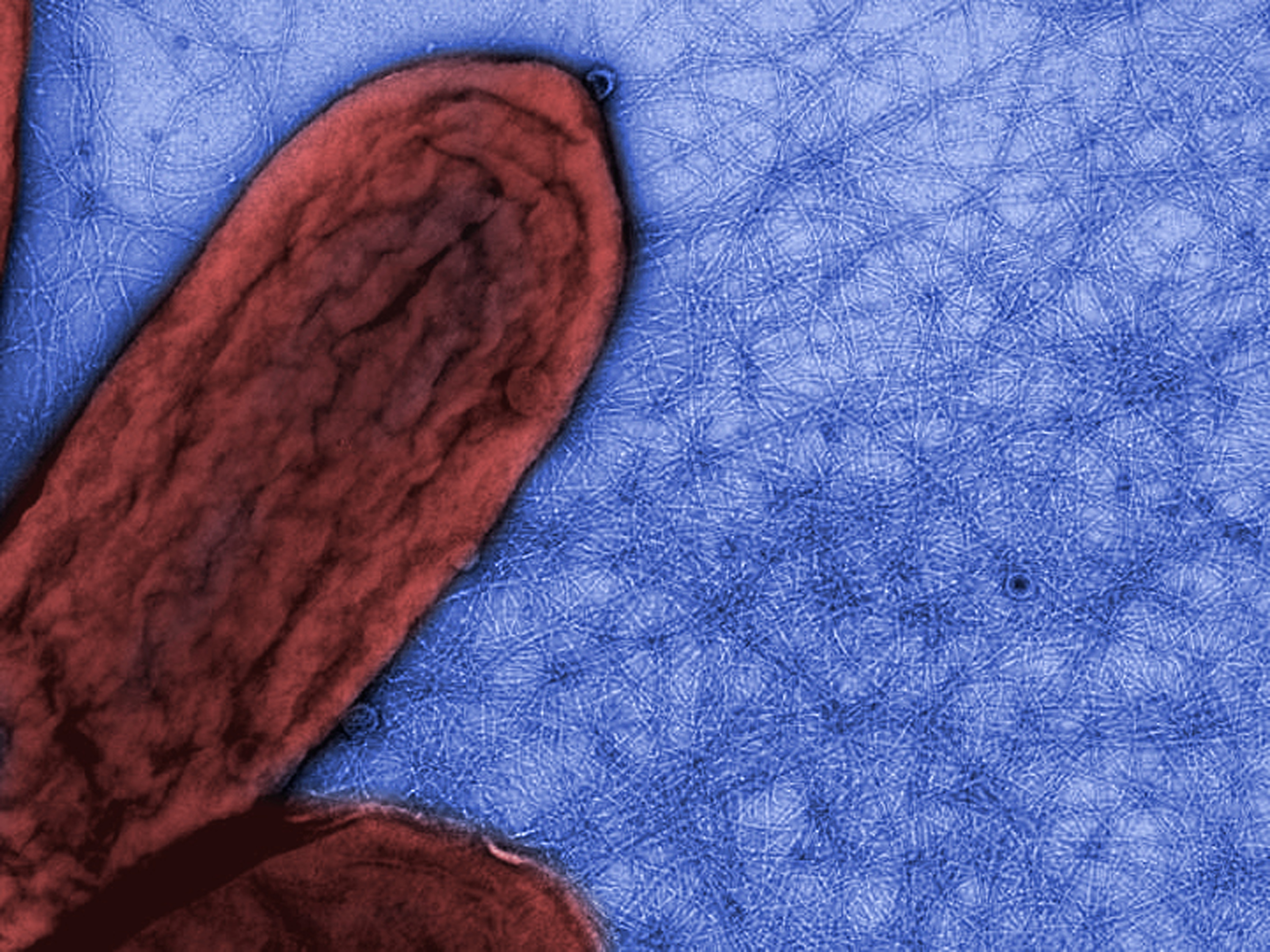 biological-nanowirescolor.jpg