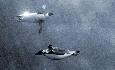 waterpenguins.jpg
