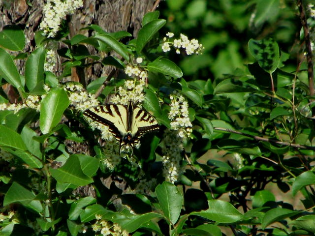 swallowtail3.jpg