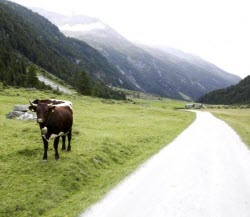 bovine-cattle-beside-road_w250