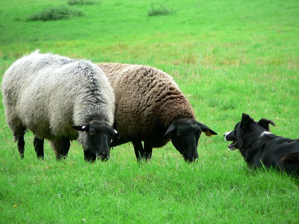 Sheep_and_sheep_dog (1)