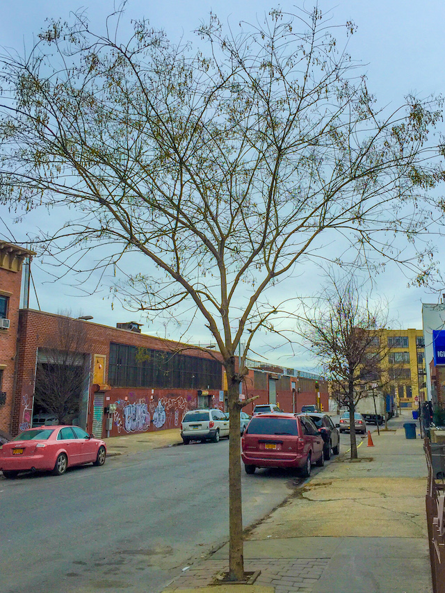 brooklyn-tree-1420.jpg