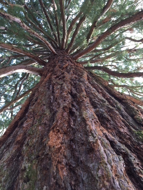 sequoia-tree-darmstadt-germany-cropped-june-2018-photo-by-joe-mckendrick.jpg