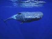 How AI helped scientists find an alphabet in sperm whale sounds