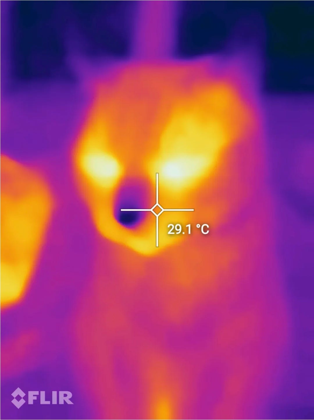 Thermal image of a cat