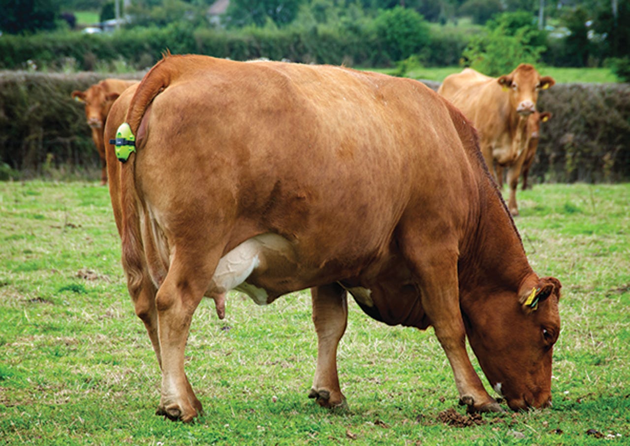 Cow fitted with Moocall sensor