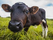 Siemens launches innovation center for livestock in Brazil