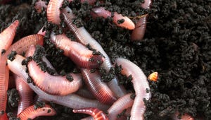 worms-representing-conficker.jpg