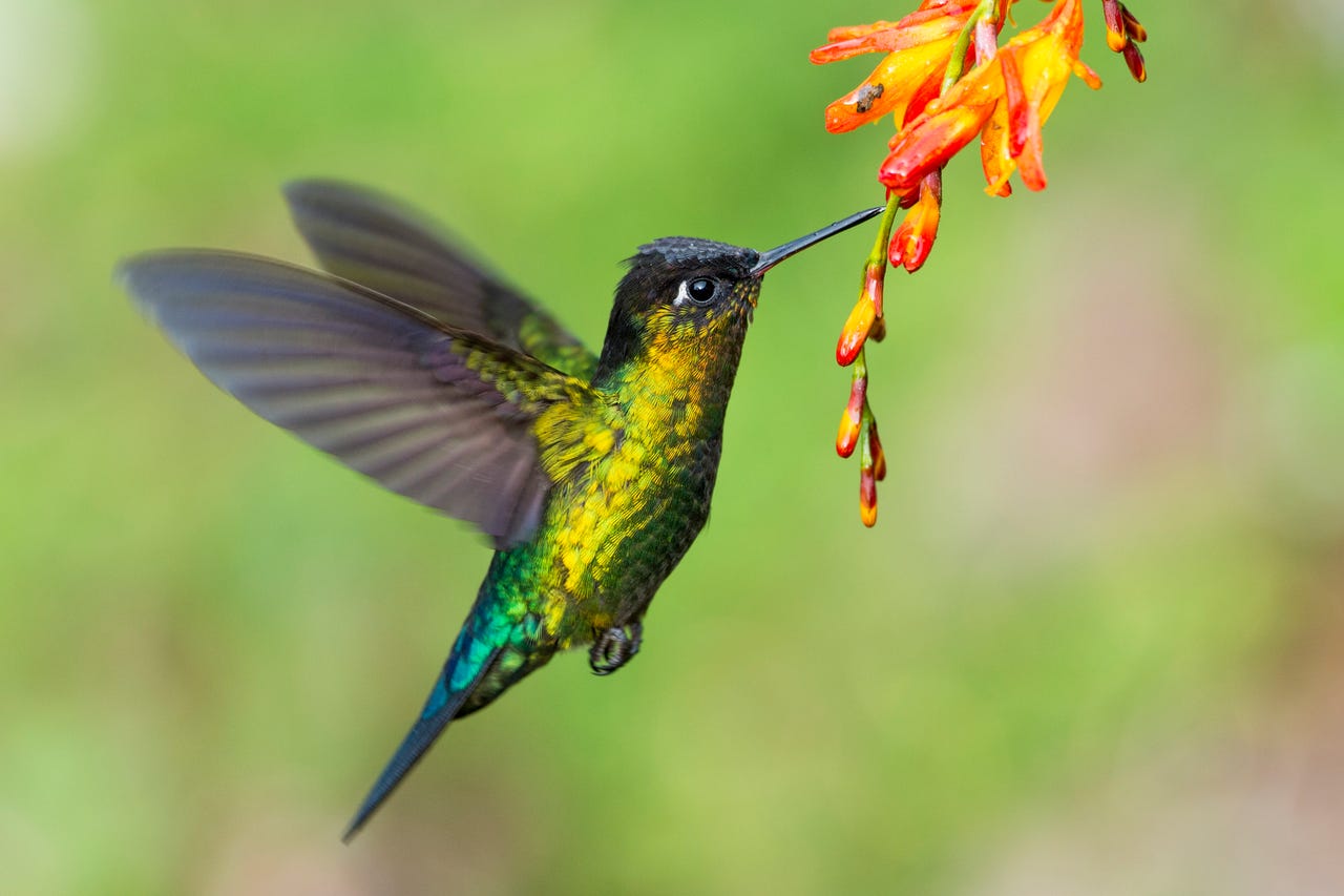 humming-bird-representing-hummingbad.jpg
