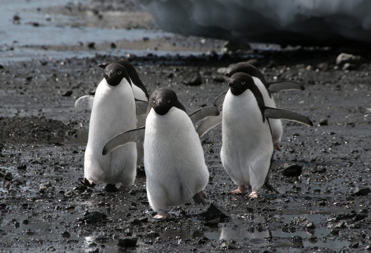 An angry looking group of penguins
