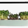 Microgreens growing out of a small smart garden