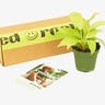 A cardboard box next to a leafy plant and a booklet