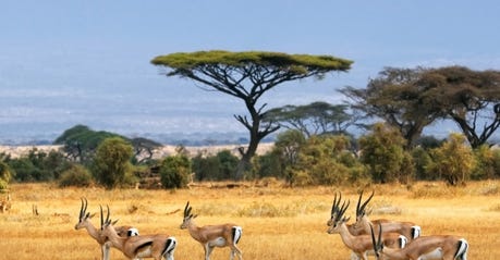 kenya-africa-safari.jpg